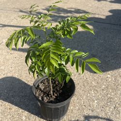 Healthy Bushy Curry Plant 🪴