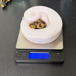 Not The Reptile Scale 