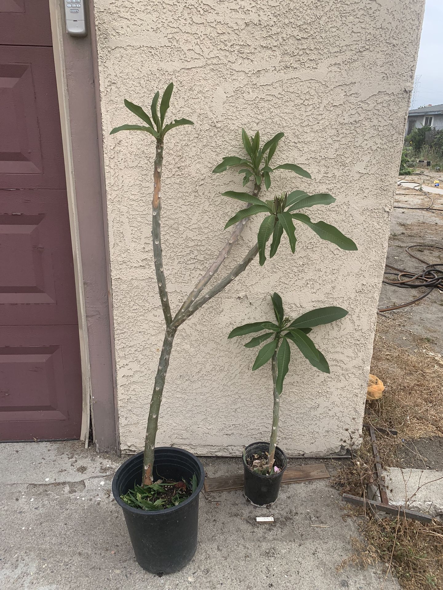 Plumeria Plants For Sale