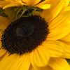 🌻🌻🌻