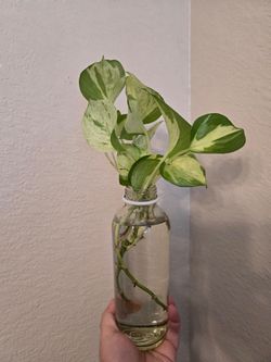Live Plant manjula pothos