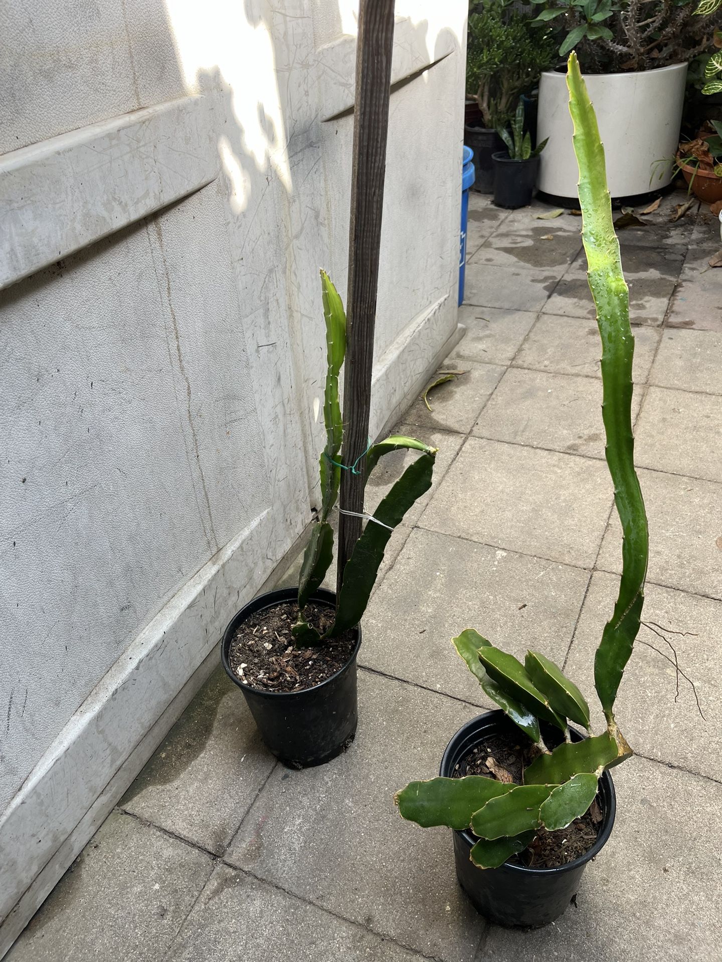 Red Dragon Plants Rooted Pot $10 Each