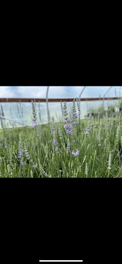  Grosso, Provence Lavender, And Thumbelina dwarf lavender