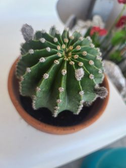 Hedgehog Cactus