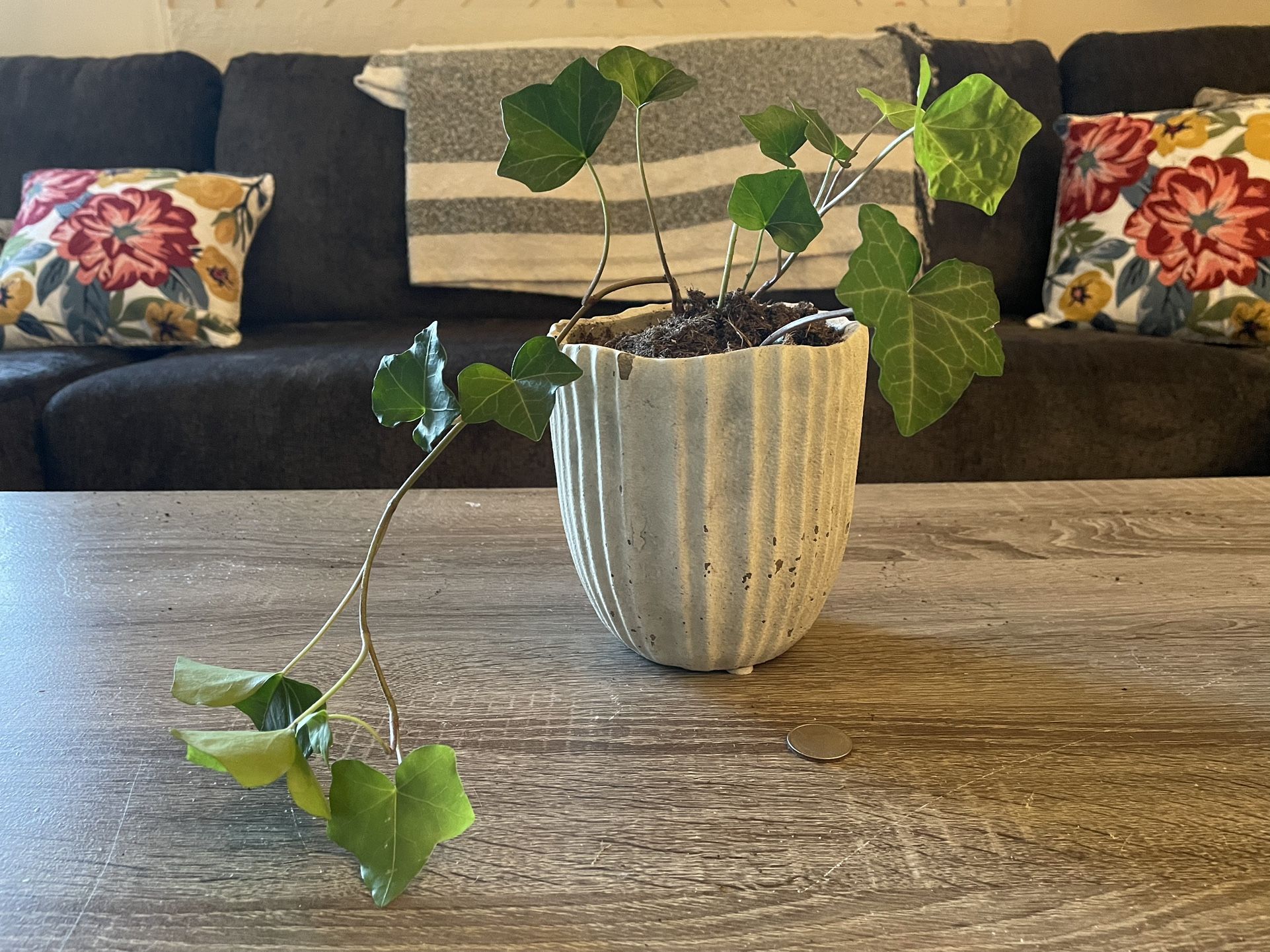 Trailing Ivy In Cement Pot 