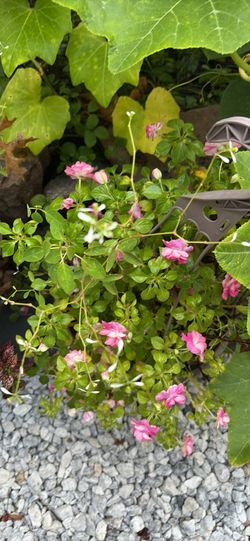 Flower combination