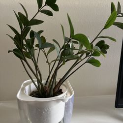 Moving Sale Zz Plant In Hydroponic Planter System 