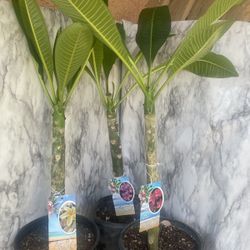 HERMOSAS PLANTAS NATURALES “PLUMERIAS HAWAIANA PLANT 