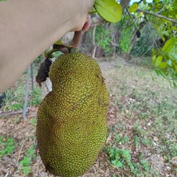 Fresh Jackfruit From My Backyard 