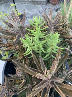 Succulent Plant $15