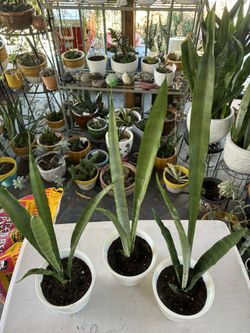 Sansevieria Silver Queen for Sale in San Diego, CA - OfferUp
