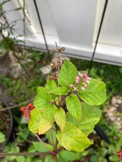*$1 to $3* Pigeonberry Plants | Rouge Plant