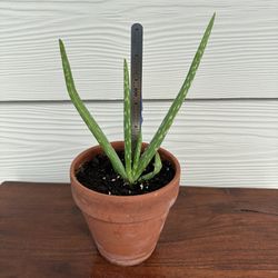 Aloe Vera 6” Inch Plant