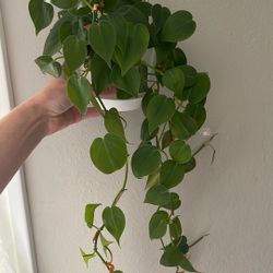 Heart Leaf Philodendron 