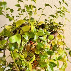 Indoor House Plant 🪴 