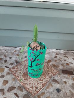 Mix cactus and succulent