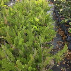 Foxfarn 3gallones Bushes 