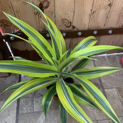 Dracaena Lemon Lime Indoor Plants 
