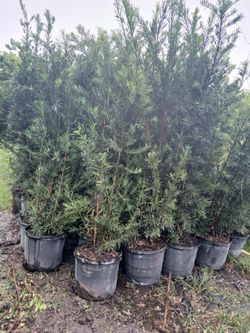 Podocarpus Overgrown 15gl 7-8ft🌱