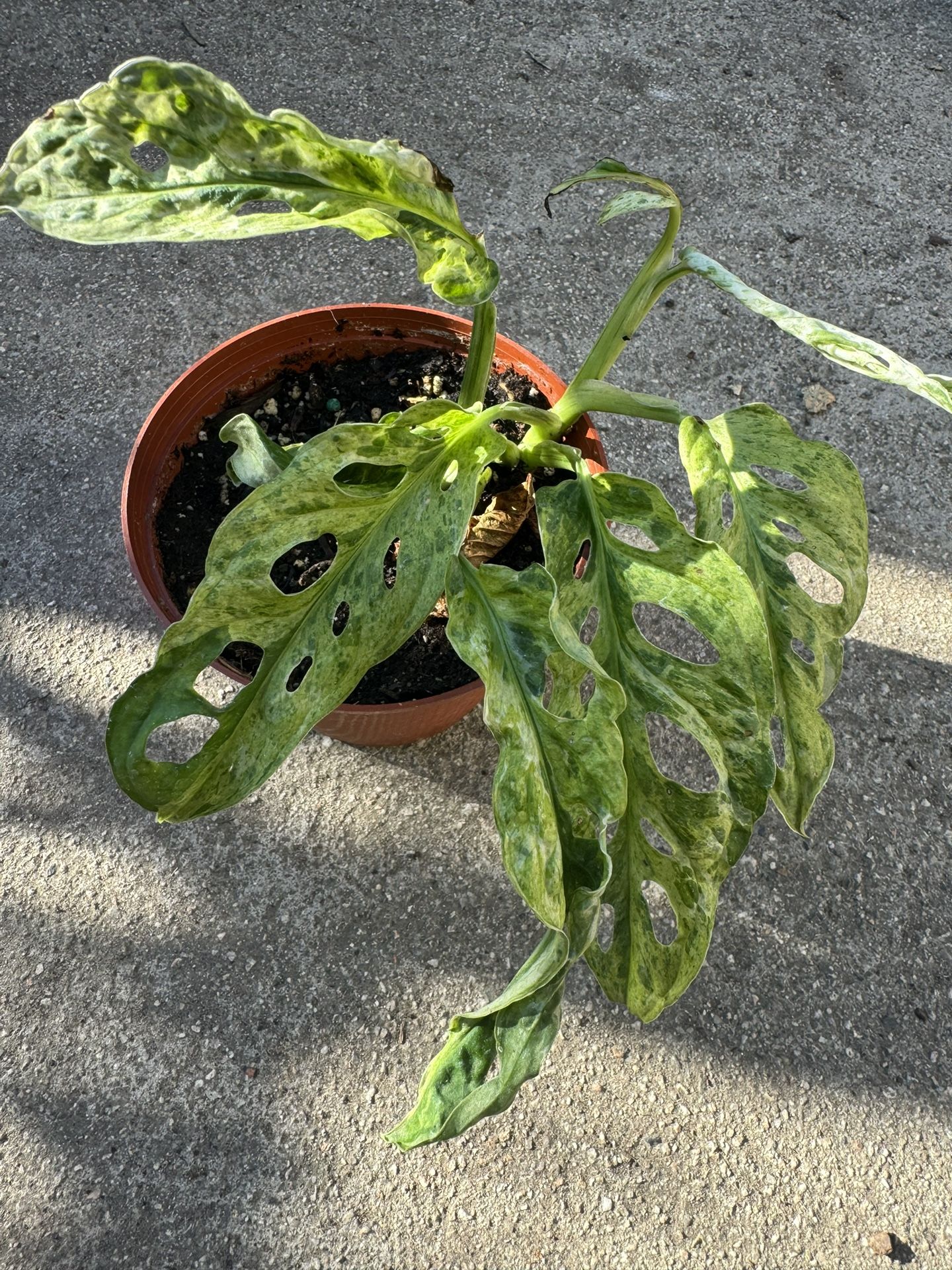 Monstera Swiss Cheese Mint