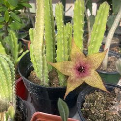 Stapelia Plants 🪴 ⭐️ Starfish 