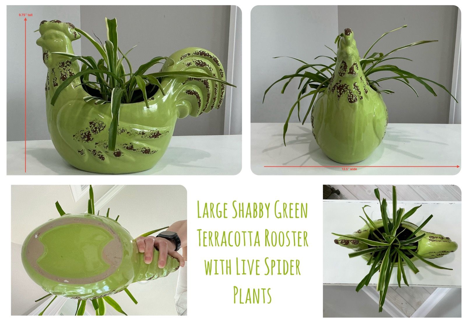 Large Shabby Green Terracotta Rooster with Live Spider Plants