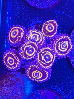 Plastic Stratospheres Zoa