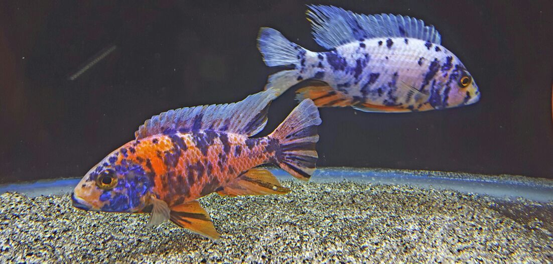 African Cichlids and Peacocks and Haps