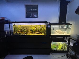 3 Fish Tanks And Filters & Fish