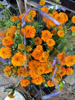 Ramos De Simpasuchil Marigold
