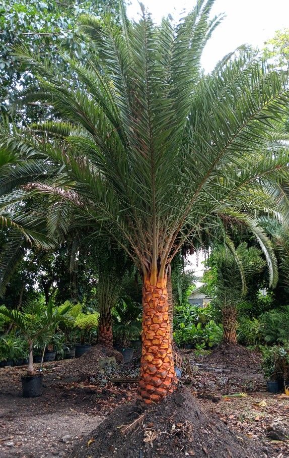 Sylvester Palm 5ft of trunk 1000.00 🌴🌴