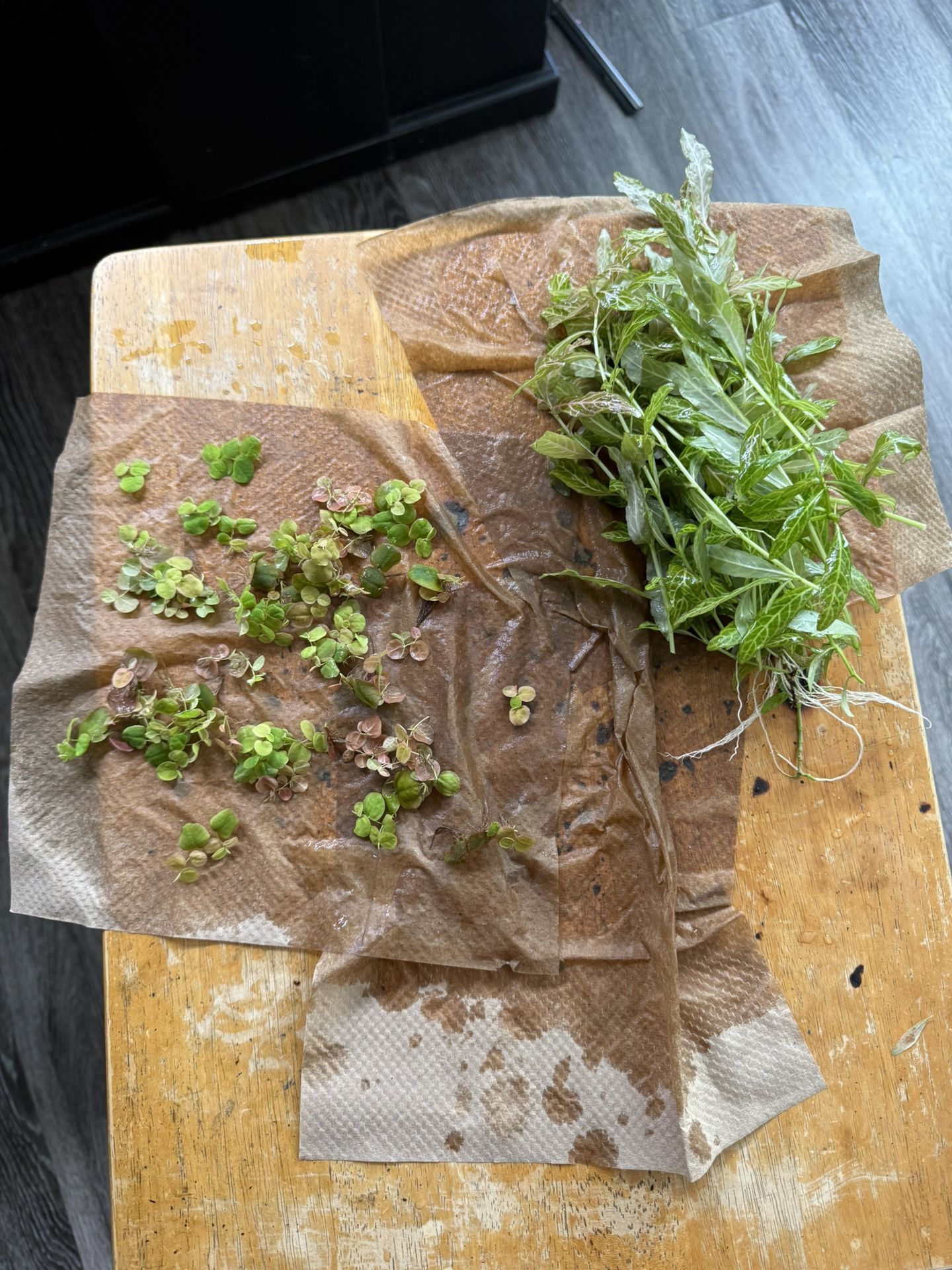 Aquarium plants - Red root floaters & Hygrophila Polysperma