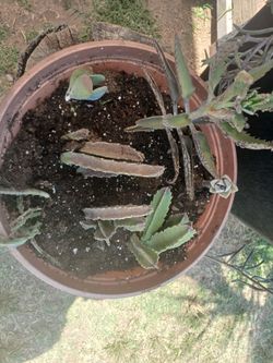 4 different succulents together