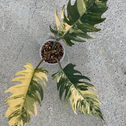 Philodendron Caramel Marble Variegated Top Cut Rooted