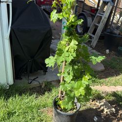 Planta De uva  $30