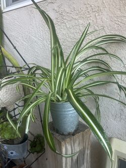 Spider Plants 12 Inch Tall… $10.00 EA.. Firm