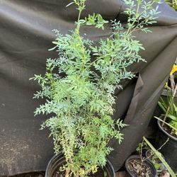 Organic Rue ( Ruda Organica)