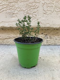 Organically Grown French Thyme Herb Plant, 4.5” pot