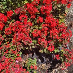GERANIUMS ANNUALS PLANTS 