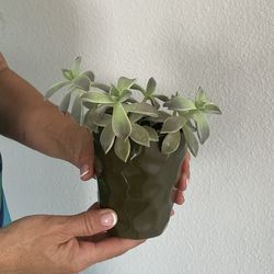 Small Real Succulent Plant With A Ceramic Pot
