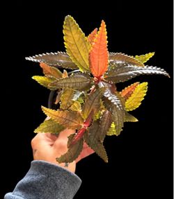 Dark Mystery Pilea – Rare Textured Houseplant