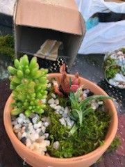 Succulents arrangement