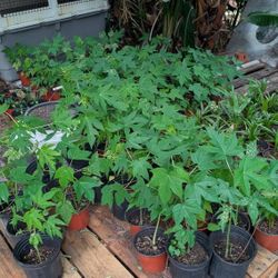 Super Deal payapa tree plants 4 for $10