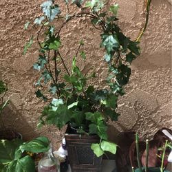 Plantas