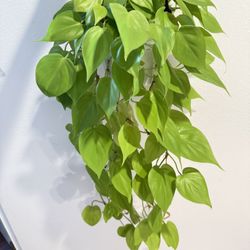 Houseplant Philodendron Lemon Lime Heart Leaf 5”hanging Basket