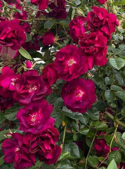 Rose Bushes Sultry Sangria 5 Gallon $35