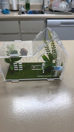 Jumping spiders terrarium
