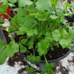 Cilantro, Culantro,Ruda Plants