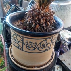 Sego Palm With Ceramic Pot