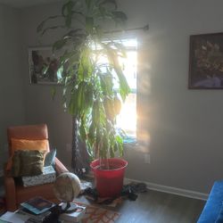Tall 7’+ Feet House Plant